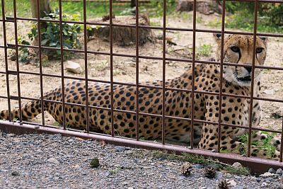 Inštalácia Smart Farm fencee Cloud v ZOO Olomouc