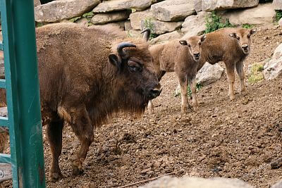Inštalácia Smart Farm fencee Cloud v ZOO Olomouc