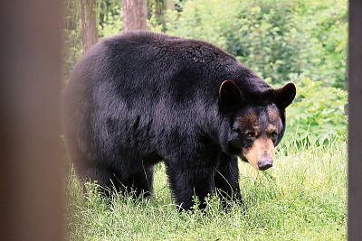 "Našou prioritou je nielen starostlivosť a pohodlie zvierat, ale aj efektívna a bezpečná prevádzka celej záhrady"
uvádza riaditeľ Zoo Olomouc Dr. Ing. Radomír Habáň