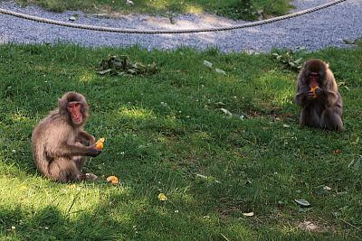 "Našou prioritou je nielen starostlivosť a pohodlie zvierat, ale aj efektívna a bezpečná prevádzka celej záhrady"
uvádza riaditeľ Zoo Olomouc Dr. Ing. Radomír Habáň