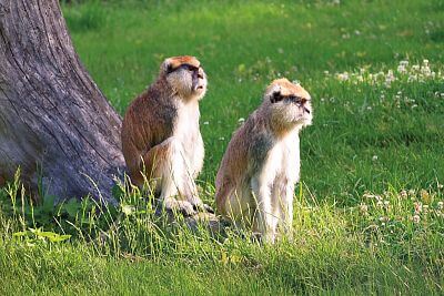 "Našou prioritou je nielen starostlivosť a pohodlie zvierat, ale aj efektívna a bezpečná prevádzka celej záhrady"
uvádza riaditeľ Zoo Olomouc Dr. Ing. Radomír Habáň