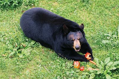 "Našou prioritou je nielen starostlivosť a pohodlie zvierat, ale aj efektívna a bezpečná prevádzka celej záhrady"
uvádza riaditeľ Zoo Olomouc Dr. Ing. Radomír Habáň