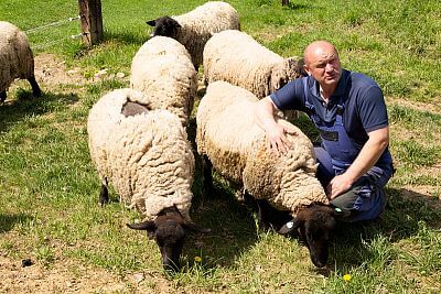 Smart Farm s aplikáciou fencee Cloud na ovčej farme Petrlák