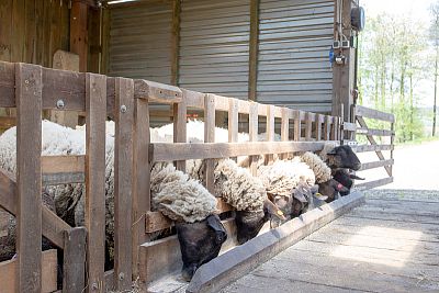 Smart Farm s aplikáciou fencee Cloud na ovčej farme Petrlák