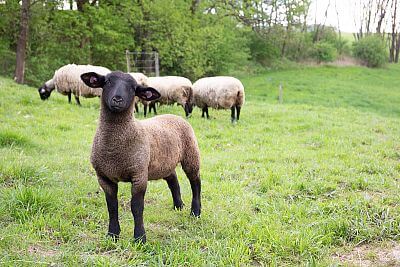 Smart Farm s aplikáciou fencee Cloud na ovčej farme Petrlák