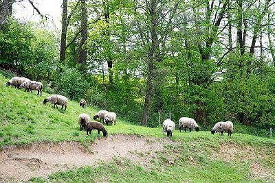 Smart Farm s aplikáciou fencee Cloud na ovčej farme Petrlák