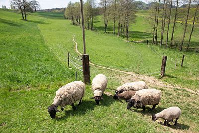 Smart Farm s aplikáciou fencee Cloud na ovčej farme Petrlák