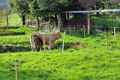 "Potreboval som chrániť pletivo pred poškriabaním dobytkom"

hovorí Branislav Škvarka 
