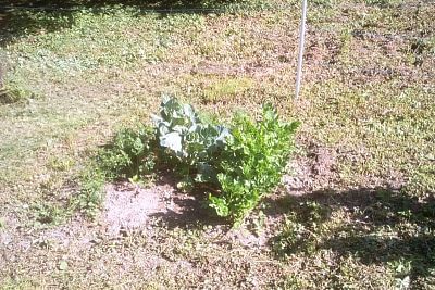 "Na ochranu našich plodín pred jeleňmi používame elektrické ohradníky"

hovorí Mirek Dokoupil