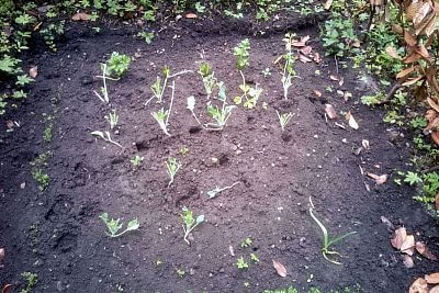 "Na ochranu našich plodín pred jeleňmi používame elektrické ohradníky"

hovorí Mirek Dokoupil
