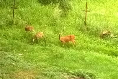 "Na ochranu našich plodín pred jeleňmi používame elektrické ohradníky"

hovorí Mirek Dokoupil