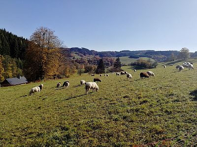 "Predstava, že by ste teraz museli prejsť míľu - preč a späť - to už jednoducho nerobí."
hovorí Pavlína Němečková zo Lhoty u Vsetína