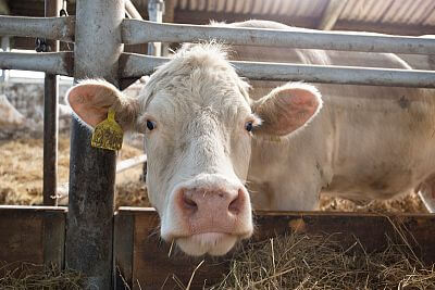 Farma Vlkov pod dohľadom systému Smart Farm
