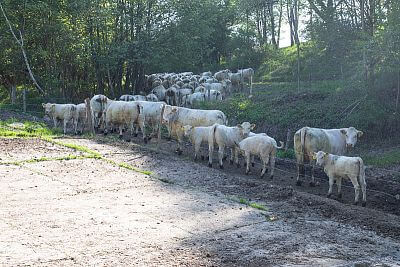 Farma Vlkov pod dohľadom systému Smart Farm