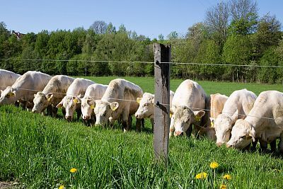Farma Vlkov pod dohľadom systému Smart Farm