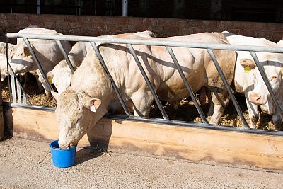 Farma Vlkov pod dohľadom systému Smart Farm