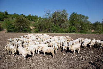 Farma Vlkov pod dohľadom systému Smart Farm