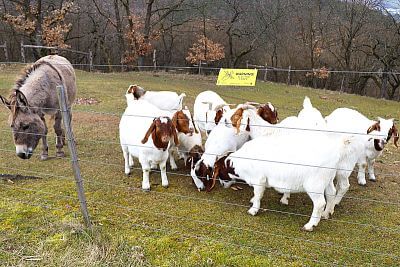 Používanie chytrých elektrických ohradníkov v Združení chovateľov oviec a kôz - Smart Farm