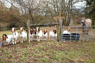 Používanie chytrých elektrických ohradníkov v Združení chovateľov oviec a kôz - Smart Farm