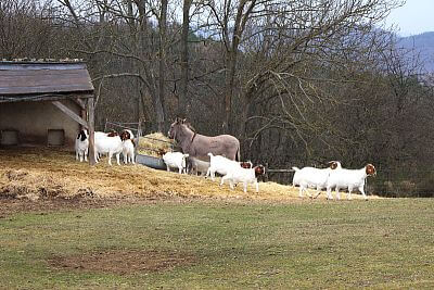 Používanie chytrých elektrických ohradníkov v Združení chovateľov oviec a kôz - Smart Farm
