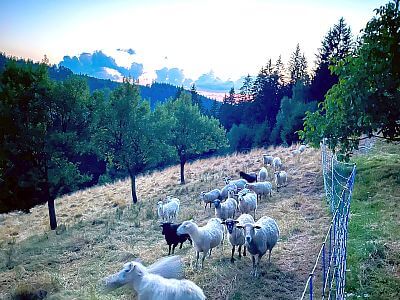 "Prehľad o všetkých pastvinách z pohodlia domova"

hovorí Tomáš Kij
