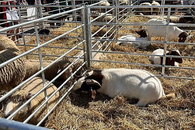 Prestížne ocenenie GRAND PRIX na veľtrhu TECHAGRO