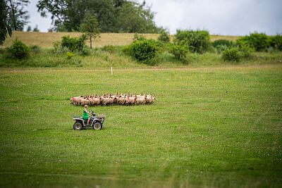 Preteky oviec s pomocou ovčiarskeho psa na farme JJPav
