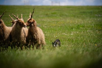 Preteky oviec s pomocou ovčiarskeho psa na farme JJPav