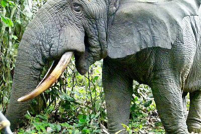 Projekt elektrickej zábrany proti slonom s plotom v Afrike