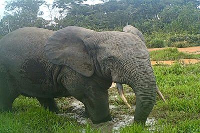 Projekt elektrickej zábrany proti slonom s plotom v Afrike