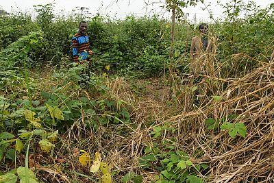 Projekt elektrickej zábrany proti slonom s plotom v Afrike