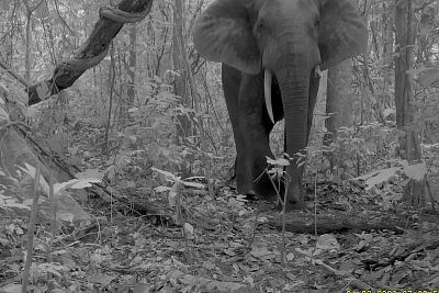 Projekt elektrickej zábrany proti slonom s plotom v Afrike