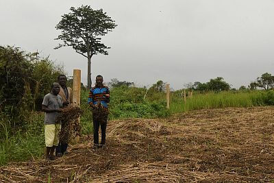 Projekt elektrickej zábrany proti slonom s plotom v Afrike