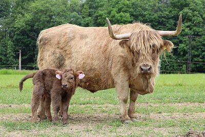 Chytrá Farma v podhorí Beskýd na Farme u Velšů