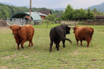 Chytrá Farma v podhorí Beskýd na Farme u Velšů