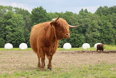 Chytrá Farma v podhorí Beskýd na Farme u Velšů