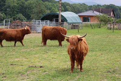 Chytrá Farma v podhorí Beskýd na Farme u Velšů