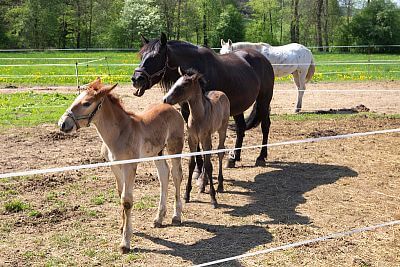 Smart Farm spríjemňuje každodenný život na ranči Coldriver
