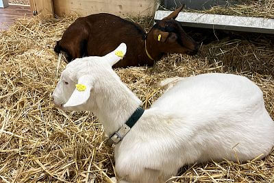 Účasť na svetovom veľtrhu EuroTier 2022