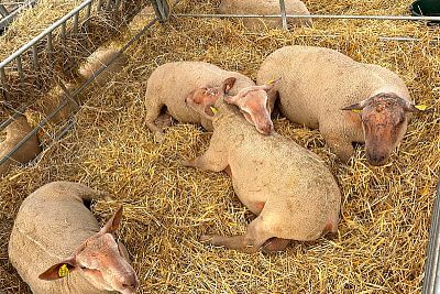 Účasť na Sommet de l'Elevage 2023