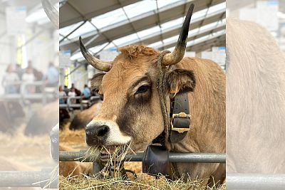 Účasť na Sommet de l'Elevage 2023