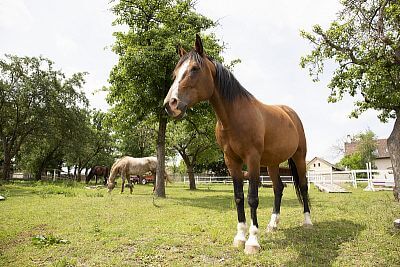 Spustenie systému Smart Farm na ranči Zdeňky Pohlreichovej