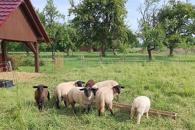 "Hľadal som mobilný generátor elektrického ohradníka pre ovce pre 6 sietí"
hovorí pán Nieslanik