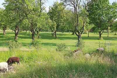"Hľadal som mobilný generátor elektrického ohradníka pre ovce pre 6 sietí"
hovorí pán Nieslanik