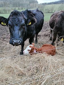 "Už žiadny elektrický plot bez diaľkového ovládania"

hovorí Pavel Pech
