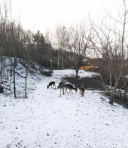 Vyriešenie úteku daniela

Pavel Leibner
