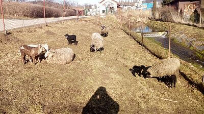 Vďaka generátoru mám stádo vždy pod kontrolou a prestal som používať výrok: "Za plotom je vždy lepšia tráva, aj keď je štrková".

hovorí Jan Nightingale
