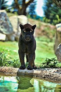 Smart Farm v Zoo Zlín III: Pokračovanie úspešnej spolupráce - Jaguar Trek