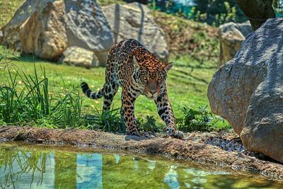 Smart Farm v Zoo Zlín III: Pokračovanie úspešnej spolupráce - Jaguar Trek